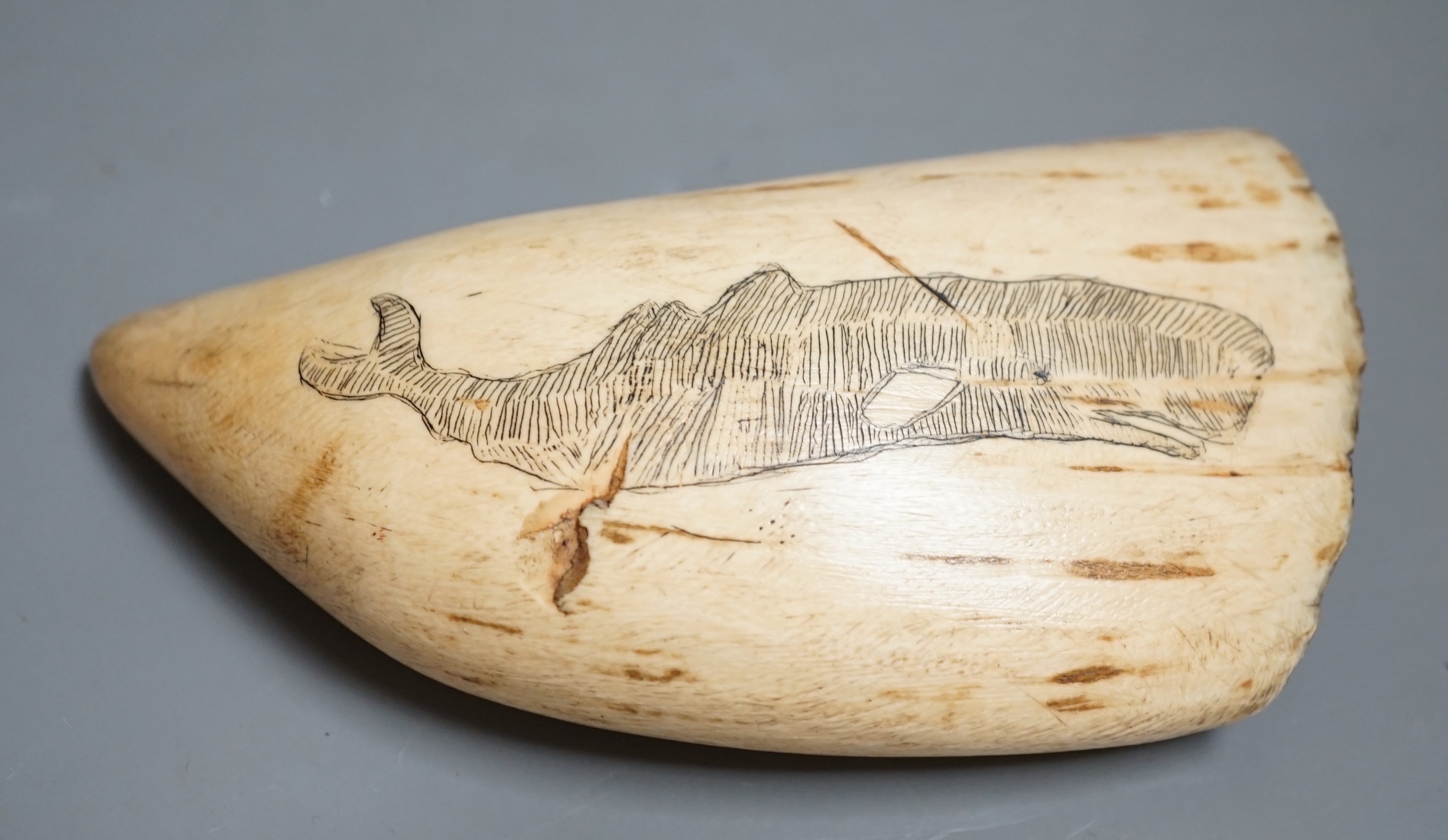 A 19th century scrimshaw carved whales tooth inscribed ‘tooth of sperm whale Phoenix out of Whitby’. 15.5cm long